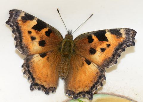 California tortoiseshell California Tortoiseshell Butterfly Nymphalis californica