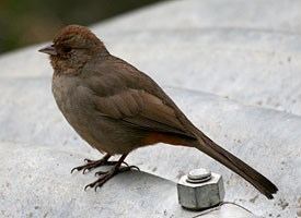 California towhee California Towhee Identification All About Birds Cornell Lab of