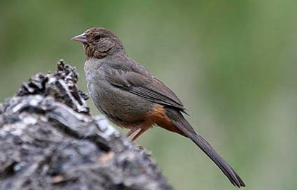 California towhee California Towhee Identification All About Birds Cornell Lab of