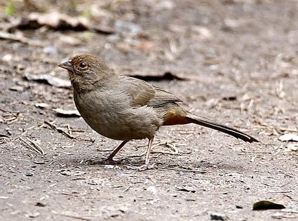 California towhee California Towhee Identification All About Birds Cornell Lab of