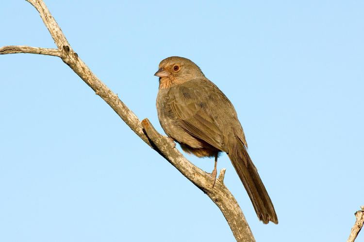 California towhee California Towhee Audubon Field Guide