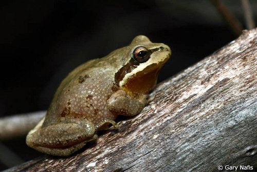 California tree frog Baja California Treefrog Pseudacris hypochondriaca FactSheet