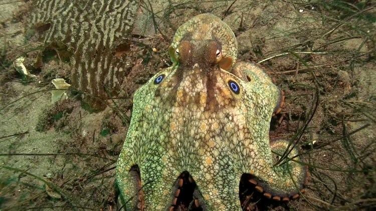 California two-spot octopus httpsiytimgcomvi6VnqIIZ24maxresdefaultjpg
