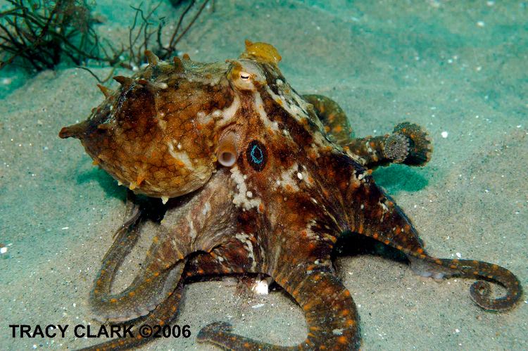 California two-spot octopus Twospotted Octopus