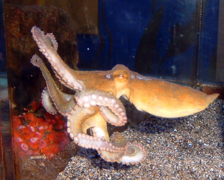 California two-spot octopus California twospot octopus Wikipedia