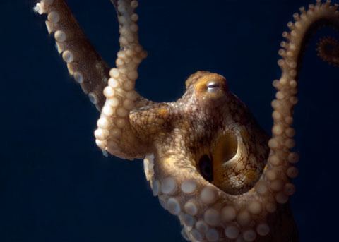 California two-spot octopus Twospotted Octopus Octopus bimaculoides