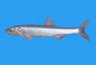 Californian anchovy wwwdiscoverlifeorgIMIRR0026320Engraulismo