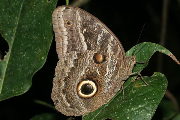 Caligo illioneus Panama Butterflies