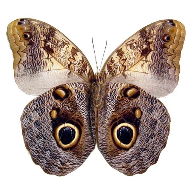 Caligo memnon Caligo memnon Owl Mimic Butterfly Real Butterfly Gifts Real