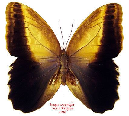 Caligo memnon Insect Designs Butterflies and Moths Brassolidae Caligo