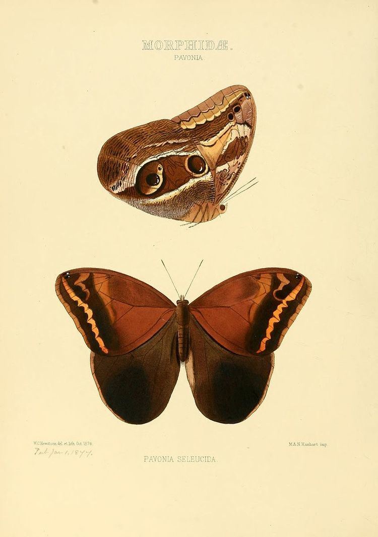 Caligopsis