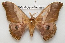 Caligula japonica httpsuploadwikimediaorgwikipediacommonsthu