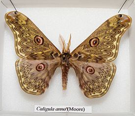 Caligula (moth) httpsuploadwikimediaorgwikipediacommonsthu