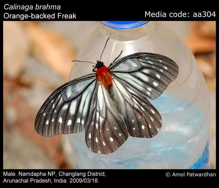 Calinaga Calinaga brahma Orangebacked Freak Butterflies of India