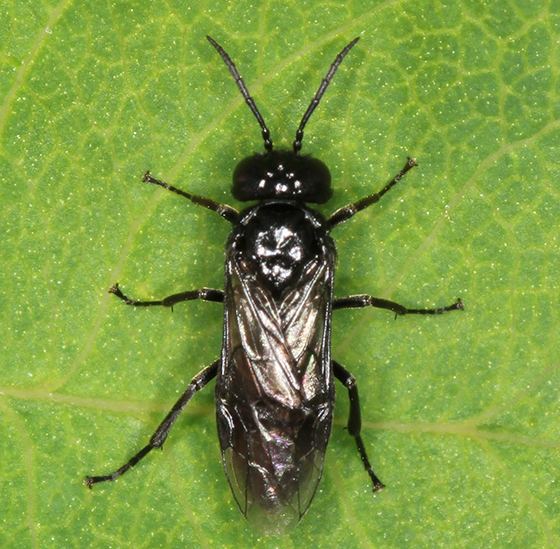 Caliroa black sawfly Caliroa cerasi BugGuideNet