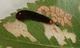 Caliroa Caliroa cerasi Linnaeus 1758 Pear and Cherry Slug Sawfly