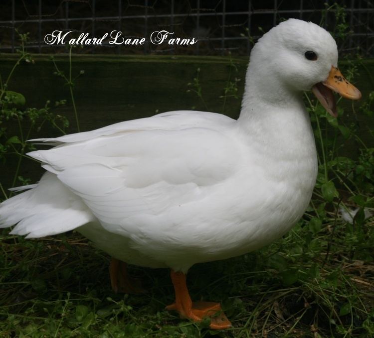 Call duck Call ducks for sale Mallard Lane Farms