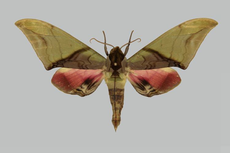 Callambulyx Taxonomy Sphingidae Taxonomic Inventory