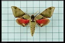 Callambulyx poecilus httpsuploadwikimediaorgwikipediacommonsthu