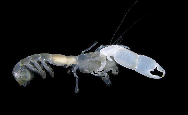 Callianassa Ghost shrimp Callianassa sp Pacific Panama Art Flickr