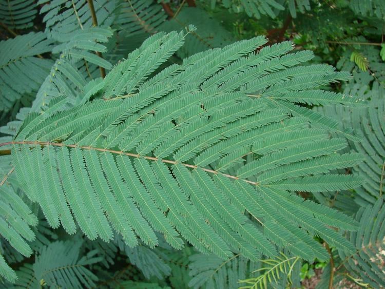 Calliandra calothyrsus Calliandra Calliandra calothyrsus Feedipedia