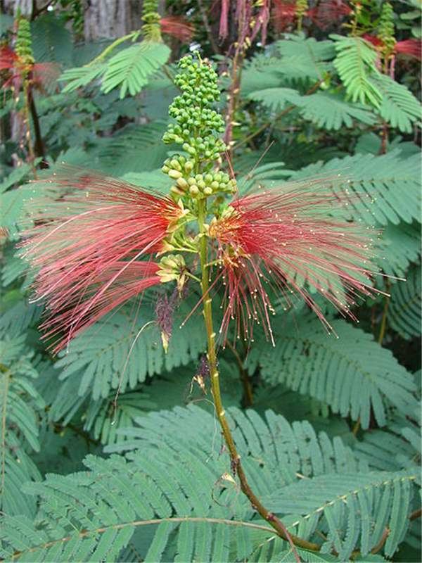 Calliandra calothyrsus keyslucidcentralorgkeysv3eafrinetweedskeyw