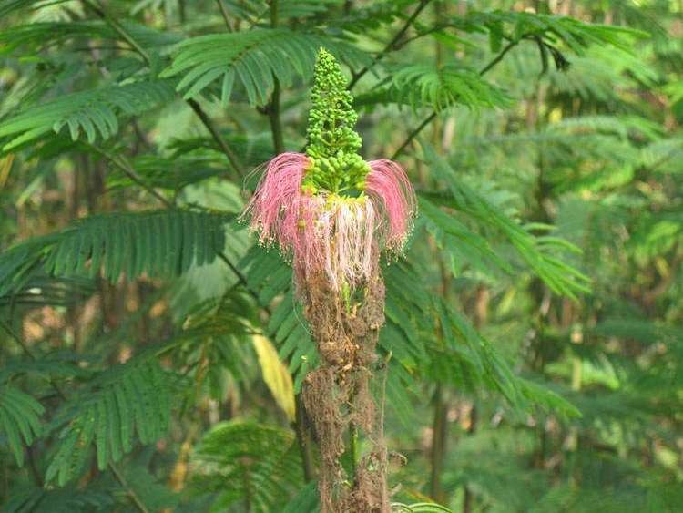 Calliandra calothyrsus Factsheet Calliandra calothyrsus Calliandra