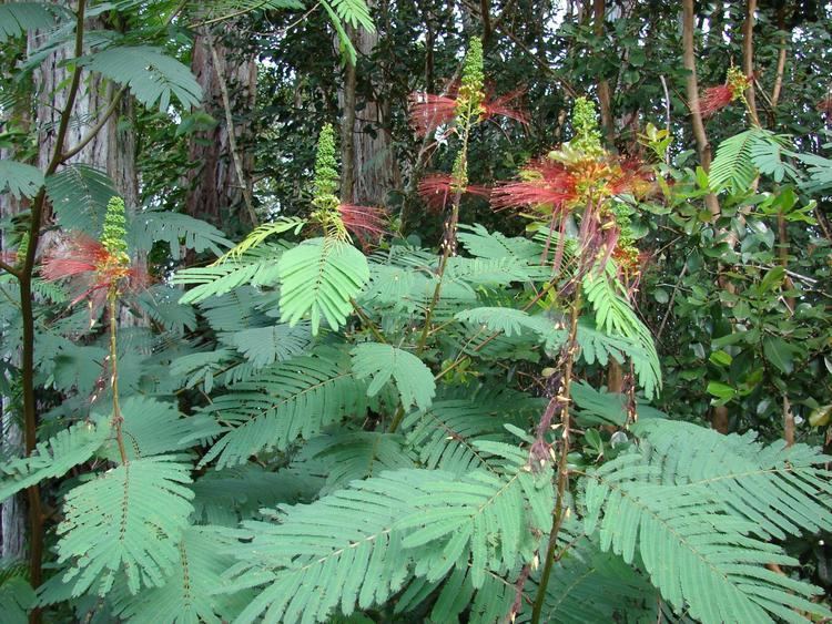 Calliandra calothyrsus Calliandra Calliandra calothyrsus Feedipedia