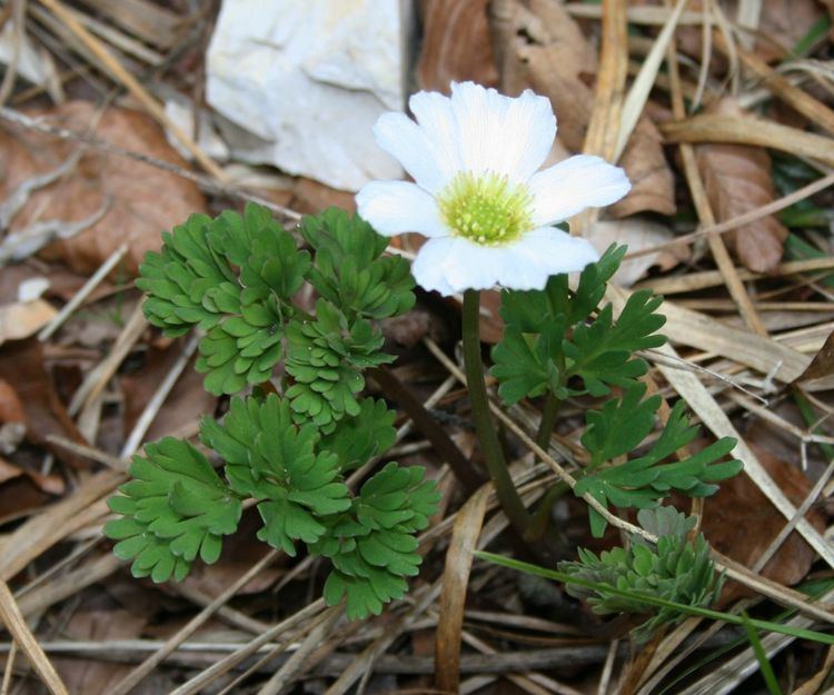 Callianthemum FileCallianthemum anemonoides 1jpg Wikimedia Commons