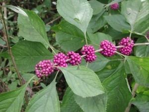 Callicarpa americana Callicarpa americana American Beautyberry Beautyberry French