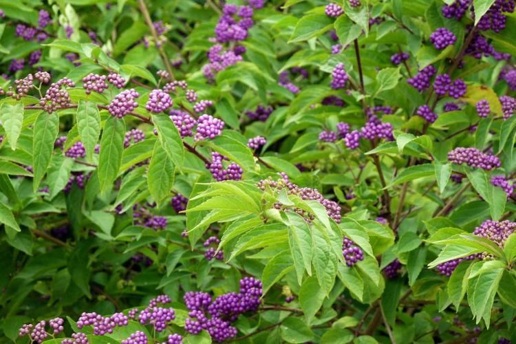 Callicarpa bodinieri Callicarpa bodinieri for a Profusion of Violet Berries in Autumn