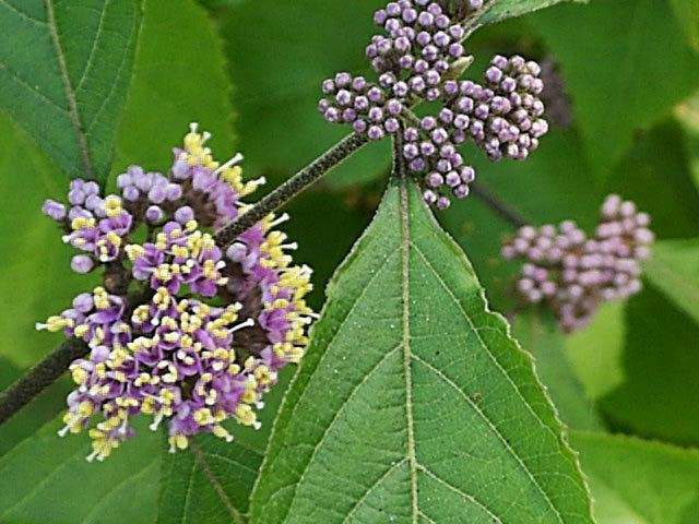 Callicarpa bodinieri BeautyBerries How to grow and care for BeautyBerry Bushes