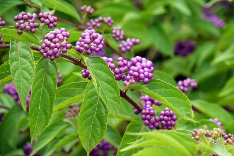 Callicarpa bodinieri Callicarpa bodinieri for a Profusion of Violet Berries in Autumn