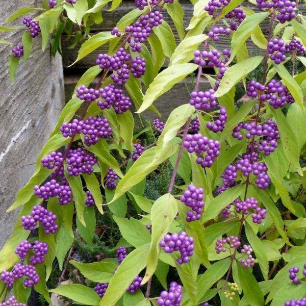 Callicarpa dichotoma CALLICARPA DICHOTOMA Purple Beautyberry