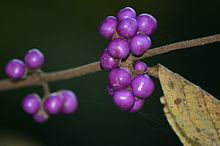 Callicarpa mollis httpsuploadwikimediaorgwikipediacommonsthu