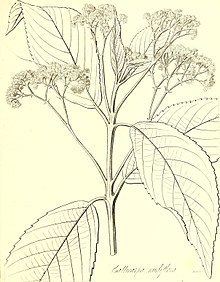 Callicarpa nudiflora httpsuploadwikimediaorgwikipediacommonsthu