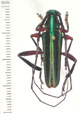 Callichroma Cerambycidae Species Details