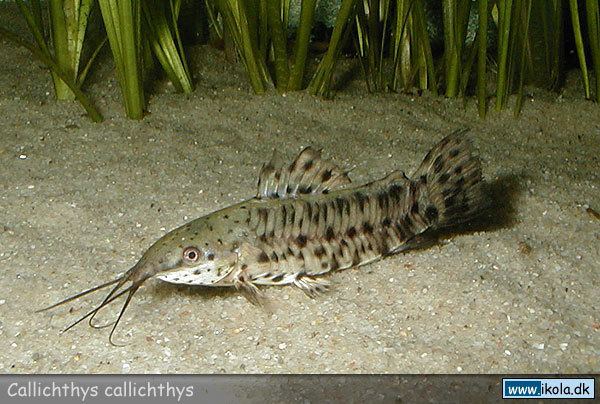 Callichthys callichthys Name these fish please scientificname freshwater resolved Ask