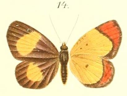 Callidula hypoleuca