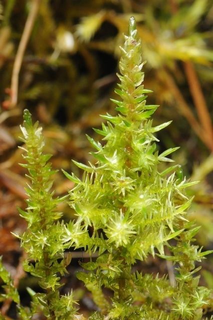 Calliergon Consortium of North American Bryophyte Herbaria Calliergon giganteum
