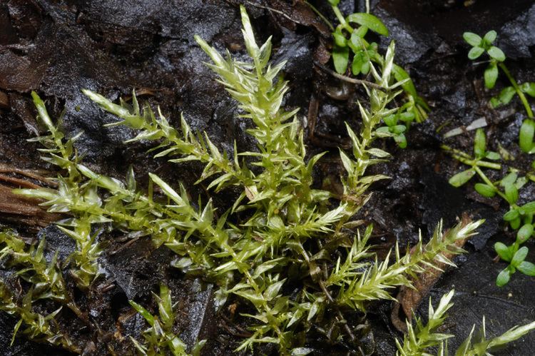 Calliergon cordifolium Speciesfi Finnish Biodiversity Information Facility Taxon