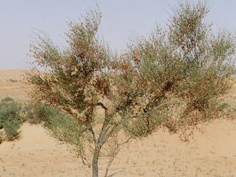Calligonum Dubai Desert Conservation Resort