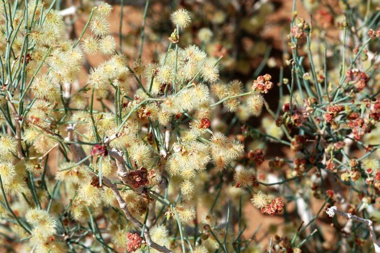Calligonum polygonoides Photoguide to the Plants of Southern Morocco