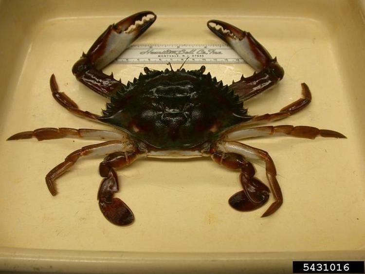 Callinectes bocourti Bocourt swimming crab Callinectes bocourti Decapoda Portunidae