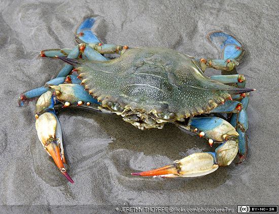 Callinectes sapidus Blue Crabs Callinectes sapidus MarineBioorg