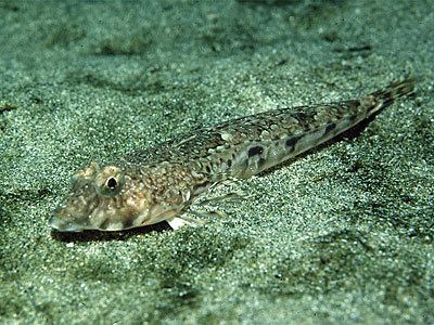 Callionymus Callionymus lyra Marine Life Encyclopedia