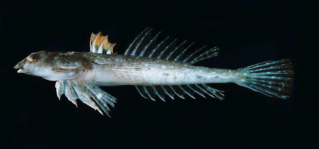 Callionymus Fish Identification