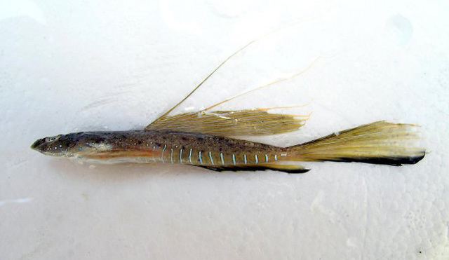 Callionymus Fish Identification