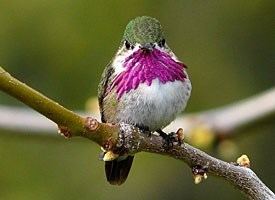 Calliope hummingbird httpswwwallaboutbirdsorgguidePHOTOLARGECA