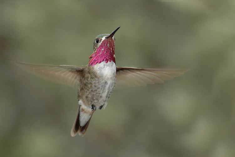 Calliope hummingbird westtexashummingbirdscom Calliope Hummingbird